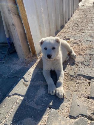 A+ AKBAŞ YAVRULAR HER İLE GÖNDERİM VAR