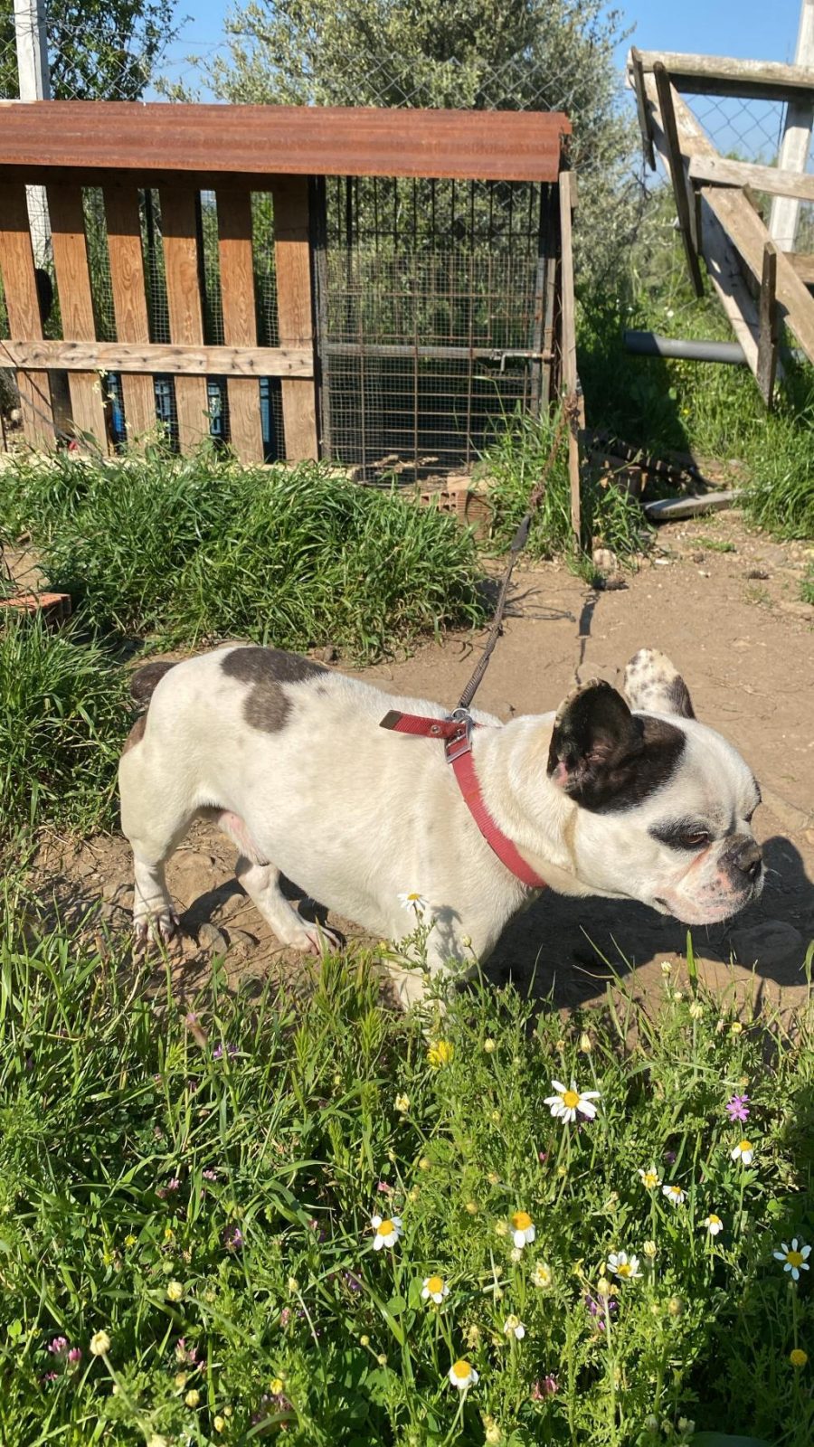 FRENCH BULLDOG 2 YAŞINDA