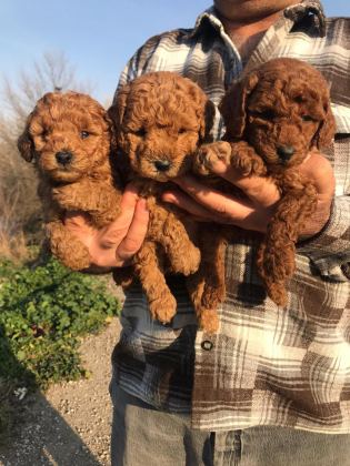 MÜKEMMEL TOY POODLE YAVRULARIM