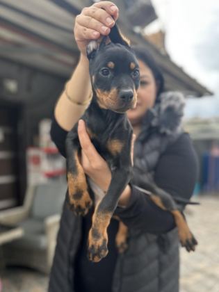 KİNG DOBERMAN YAVRULARIM