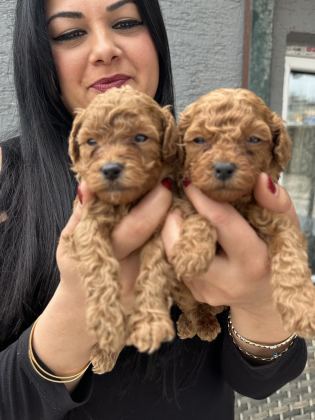 RED UFACIK POODLE YAVRULARIM