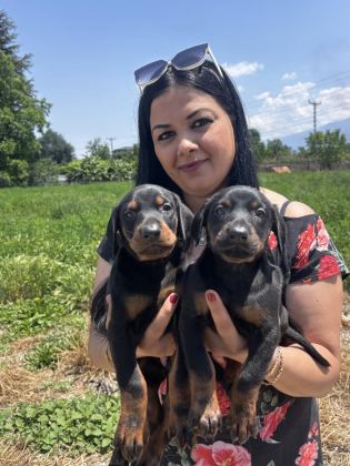 SAĞLIK VE IRK GARANTİLİ KİNG DOBERMAN YAVRULARIM