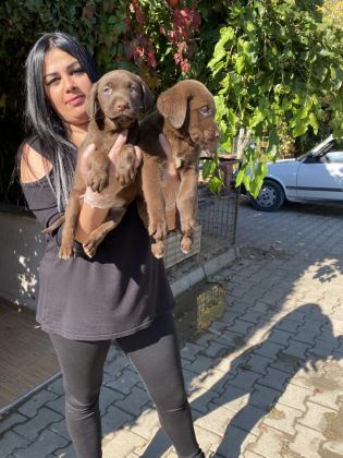 ÜST KALİTE LABRADOR YAVRULARIM