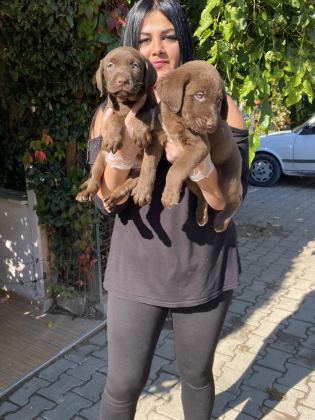ÜST KALİTE LABRADOR YAVRULARIM