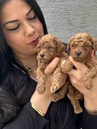 RED UFACIK POODLE YAVRULARIM