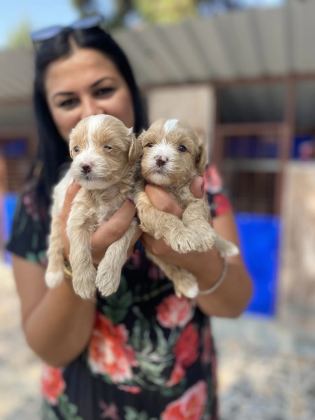 Safkan Maltipoo Yavrularım