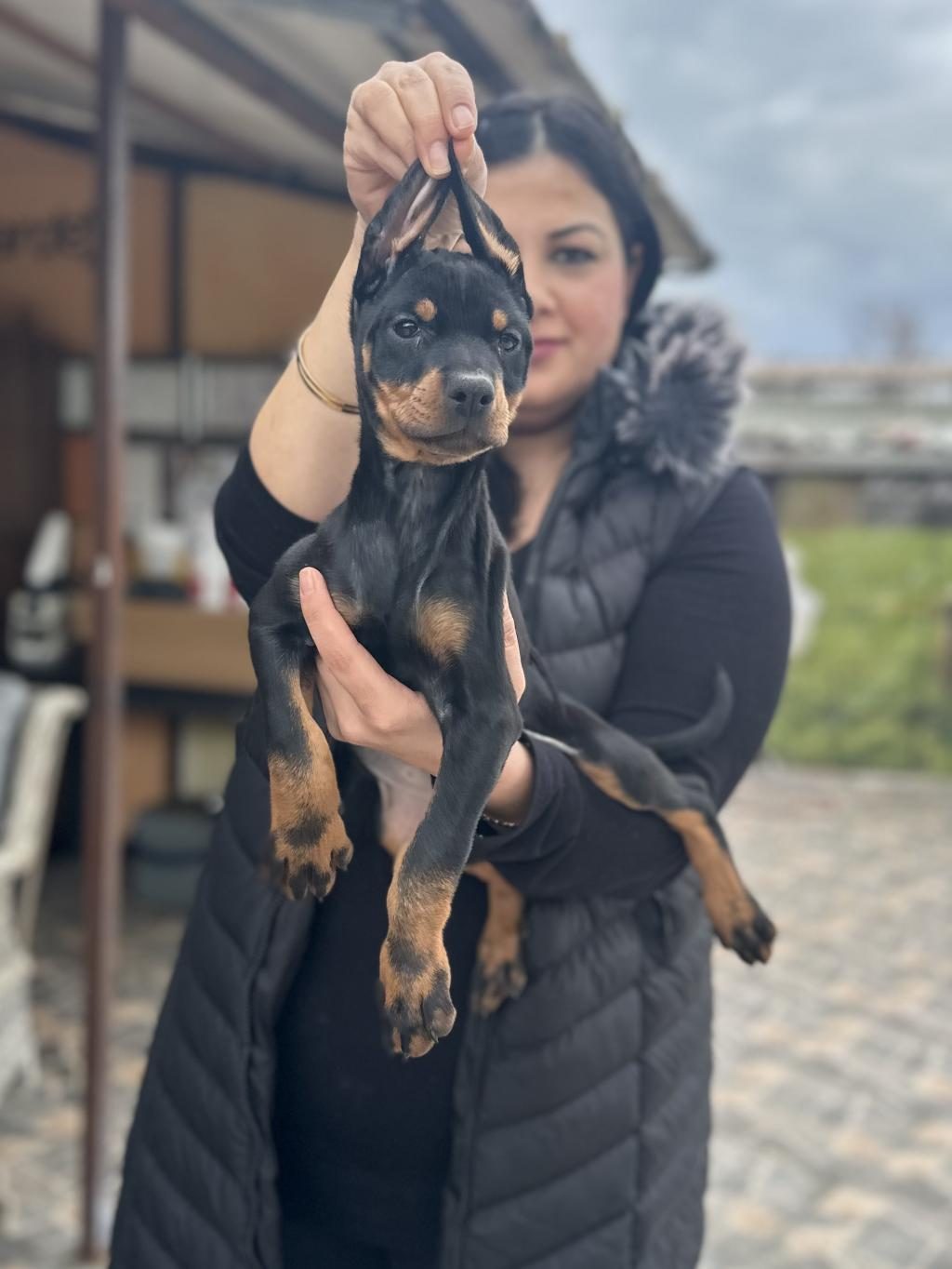KİNG DOBERMAN YAVRULARIM
