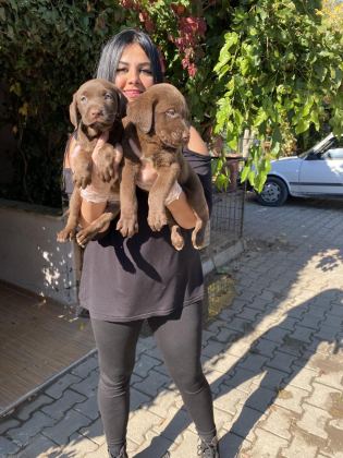 ÜST KALİTE LABRADOR YAVRULARIM