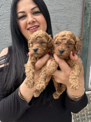 RED UFACIK POODLE YAVRULARIM