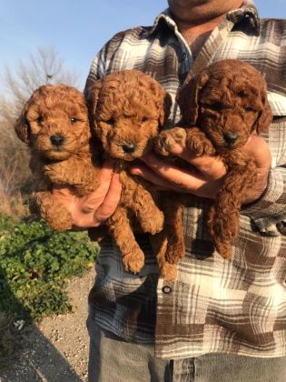 MÜKEMMEL TOY POODLE YAVRULARIM