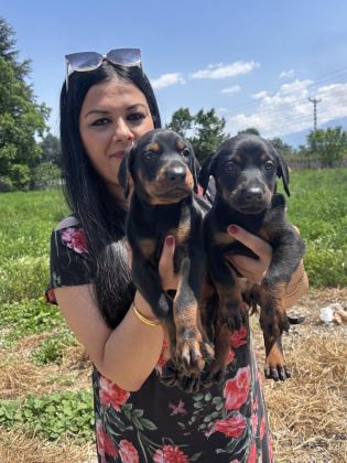 SAĞLIK VE IRK GARANTİLİ KİNG DOBERMAN YAVRULARIM