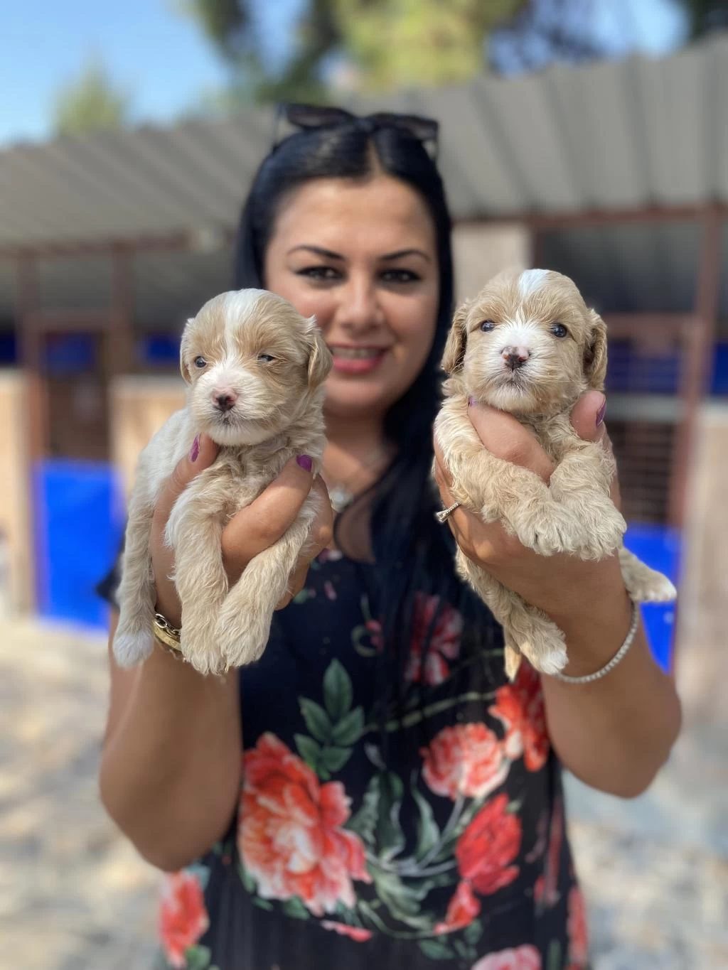 Safkan Maltipoo Yavrularım
