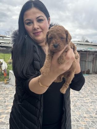 UFACIK TOY POODLE YAVRULARIM