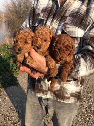 MÜKEMMEL TOY POODLE YAVRULARIM