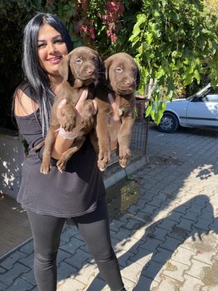 ÜST KALİTE LABRADOR YAVRULARIM
