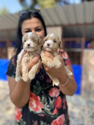 Safkan Maltipoo Yavrularım