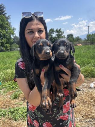 SAĞLIK VE IRK GARANTİLİ KİNG DOBERMAN YAVRULARIM