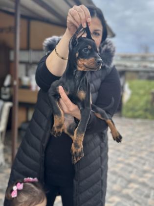 KİNG DOBERMAN YAVRULARIM
