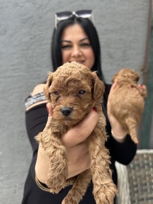 RED UFACIK POODLE YAVRULARIM