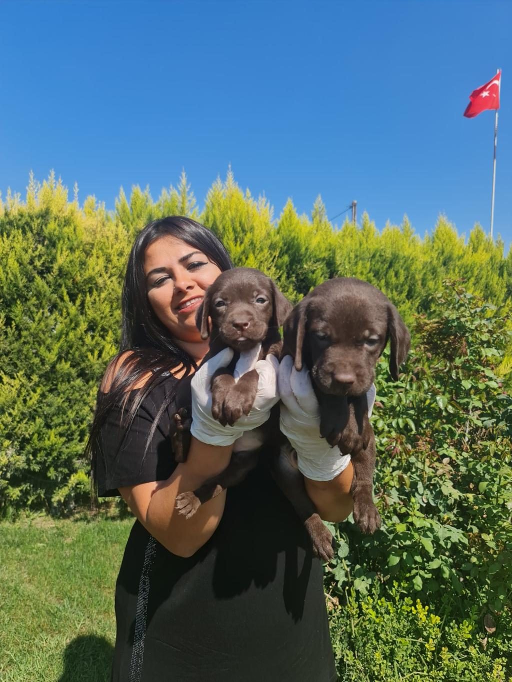 SAĞLIK VE IRK GARANTİLİ LABRADOR YAVRULARIM