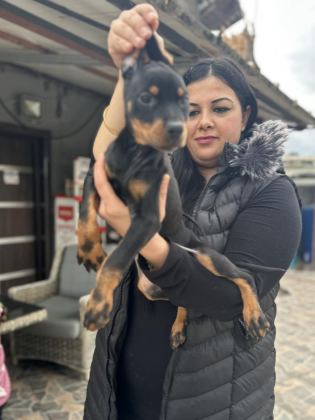 KİNG DOBERMAN YAVRULARIM