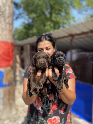 ÇİKOLATA LABRADOR YAVRULARIM