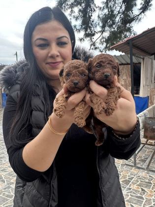 UFACIK TOY POODLE YAVRULARIM