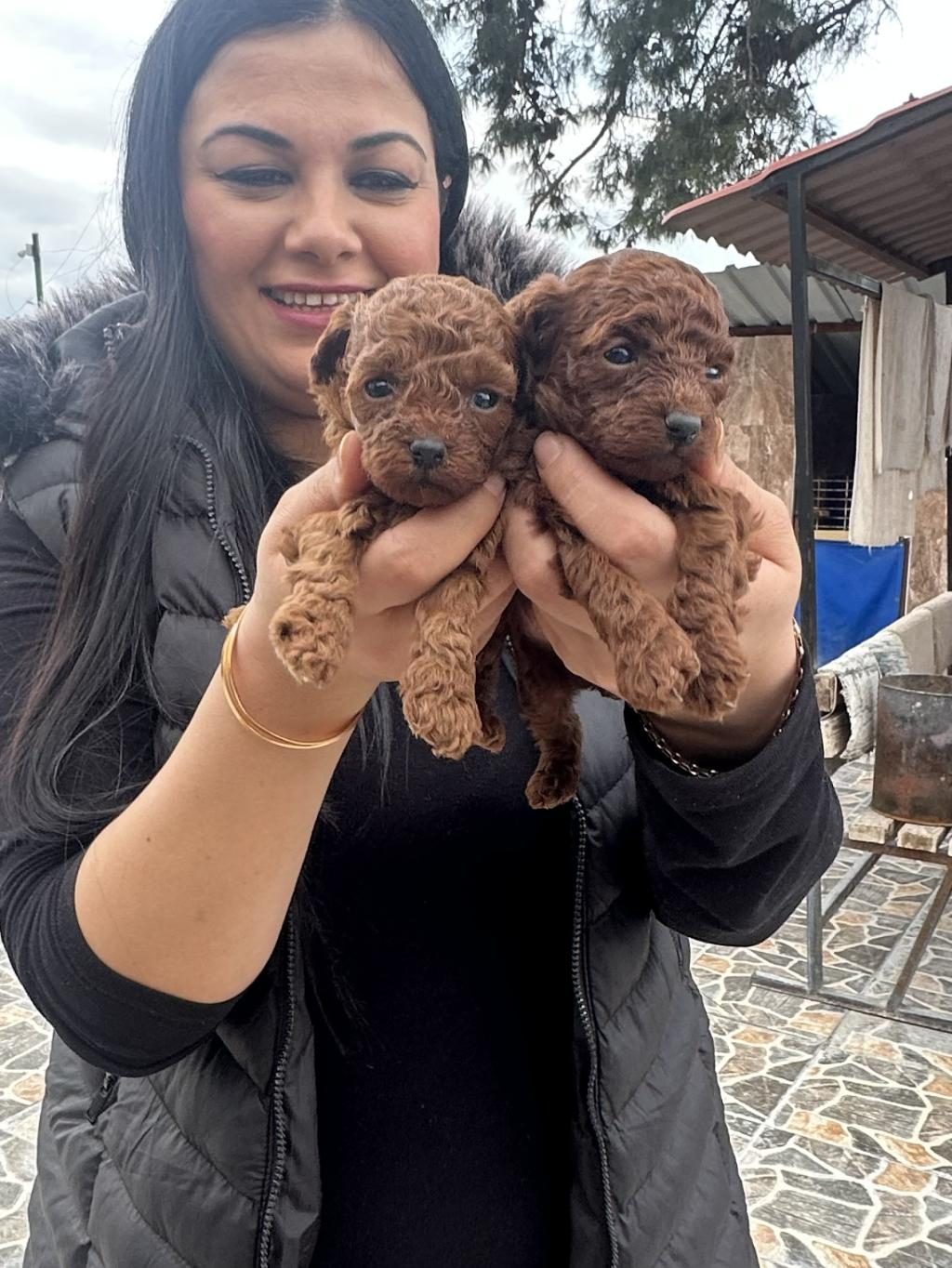 UFACIK TOY POODLE YAVRULARIM