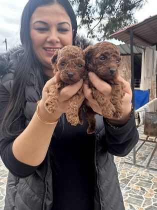 UFACIK TOY POODLE YAVRULARIM