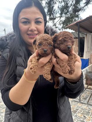 UFACIK TOY POODLE YAVRULARIM