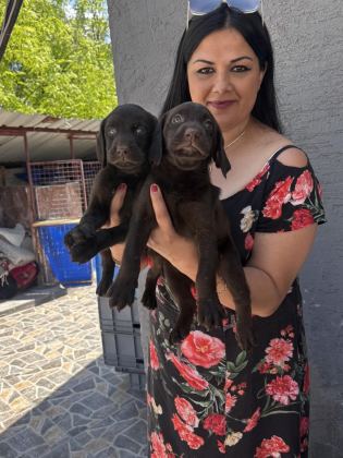 ÇİKOLATA LABRADOR YAVRULARIM