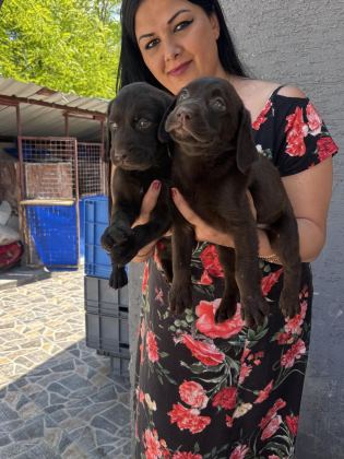ÇİKOLATA LABRADOR YAVRULARIM