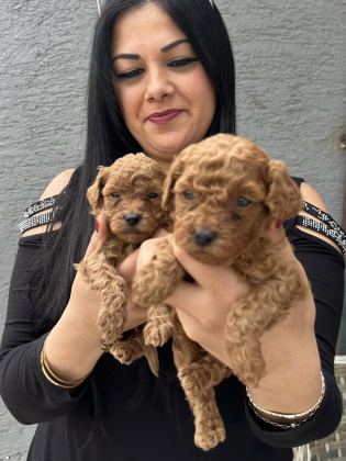 RED UFACIK POODLE YAVRULARIM