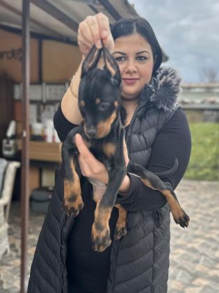 KİNG DOBERMAN YAVRULARIM