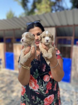 Safkan Maltipoo Yavrularım
