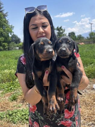 SAĞLIK VE IRK GARANTİLİ KİNG DOBERMAN YAVRULARIM