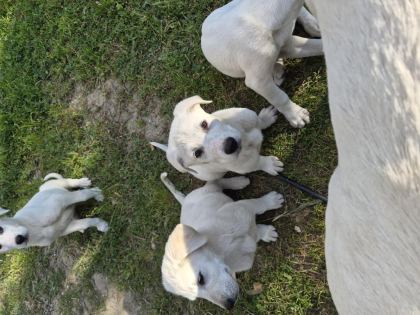SAFKAN AKBAŞ