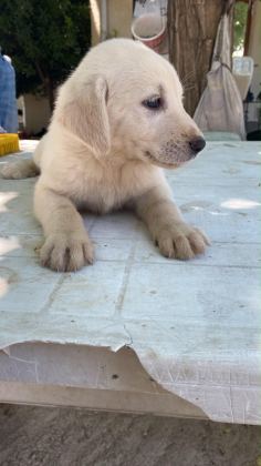 SAFKAN AKBAŞLAR