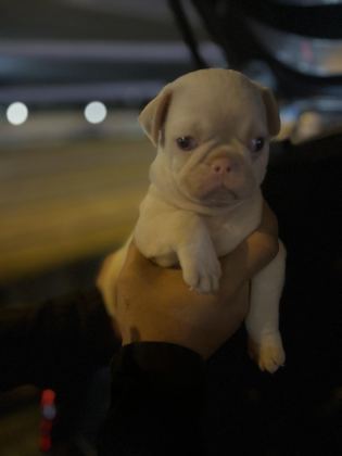 PİNK PUG MOPS IRKININ EN İYİLERİNDEN