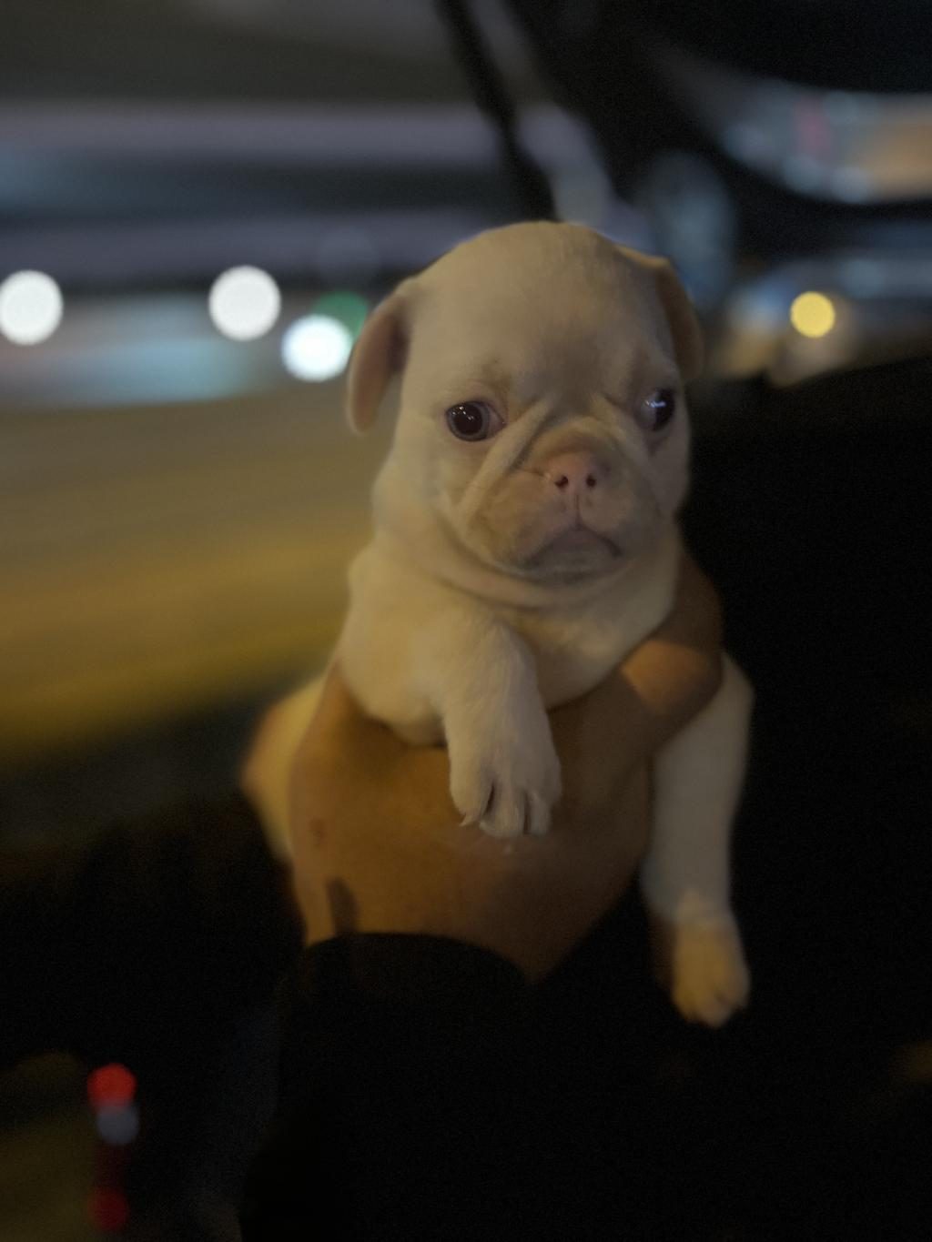 PİNK PUG MOPS IRKININ EN İYİLERİNDEN