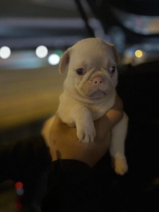 PİNK PUG MOPS IRKININ EN İYİLERİNDEN