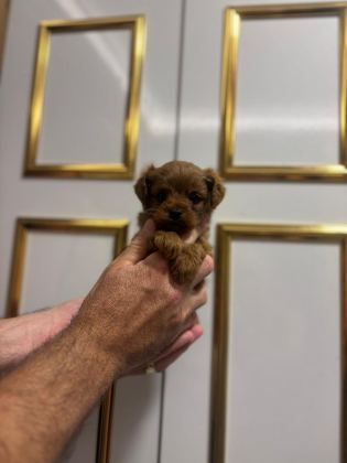 ÜST DÜZEY EV ORTAMIN DA POODLE BEBEKLER