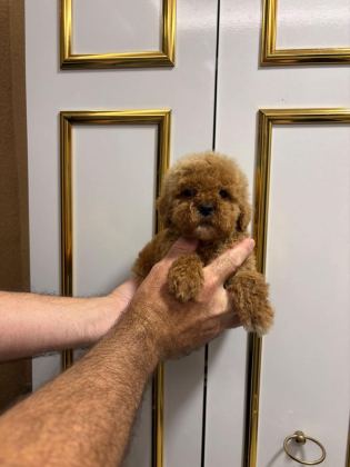 SAĞLIK IRK GARANTİLİ ÜST KALİTE POODLE BEBEKLER