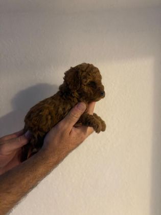 GÜZELER GÜZELİ POODLE BEBEKLER