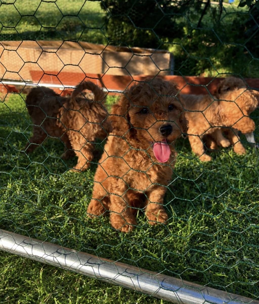 ÜST KALİTE SAĞLIK IRK GARANTİLİ TOY POODLE YAVRULAR