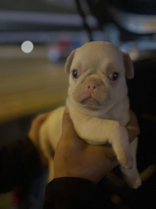 PİNK PUG MOPS IRKININ EN İYİLERİNDEN