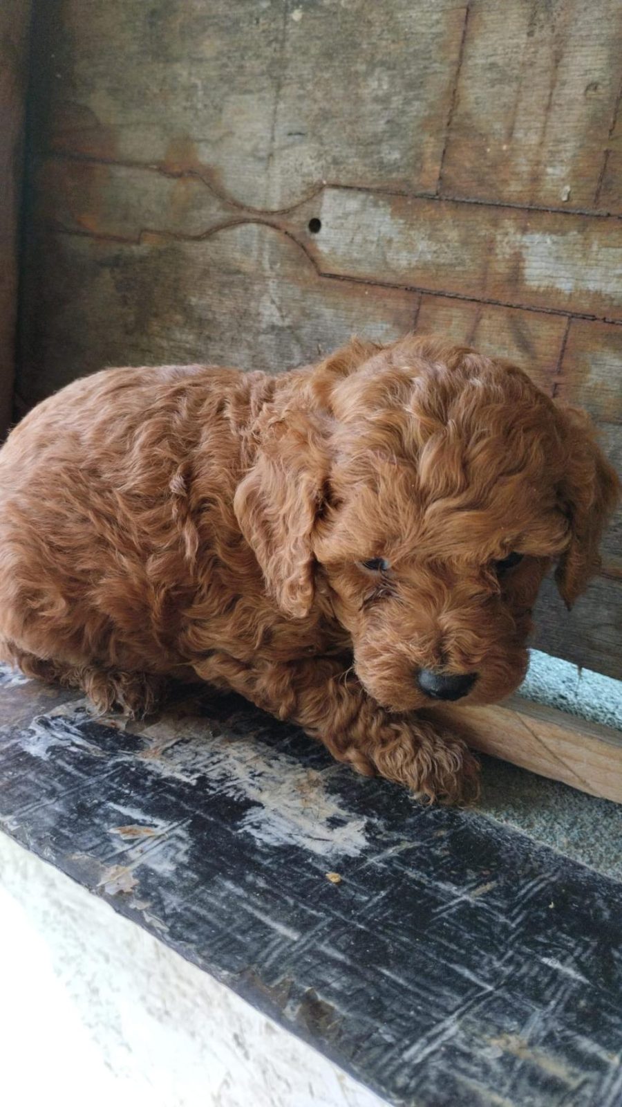 ÜST KALİTE EV ORTAMINDA SAĞLIK IRK GARANTİLİ POODLE