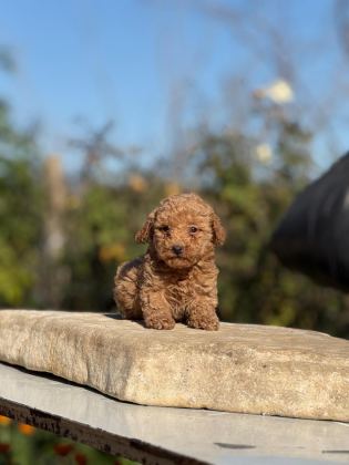 GÜZELER GÜZELİ POODLE BEBEKLER