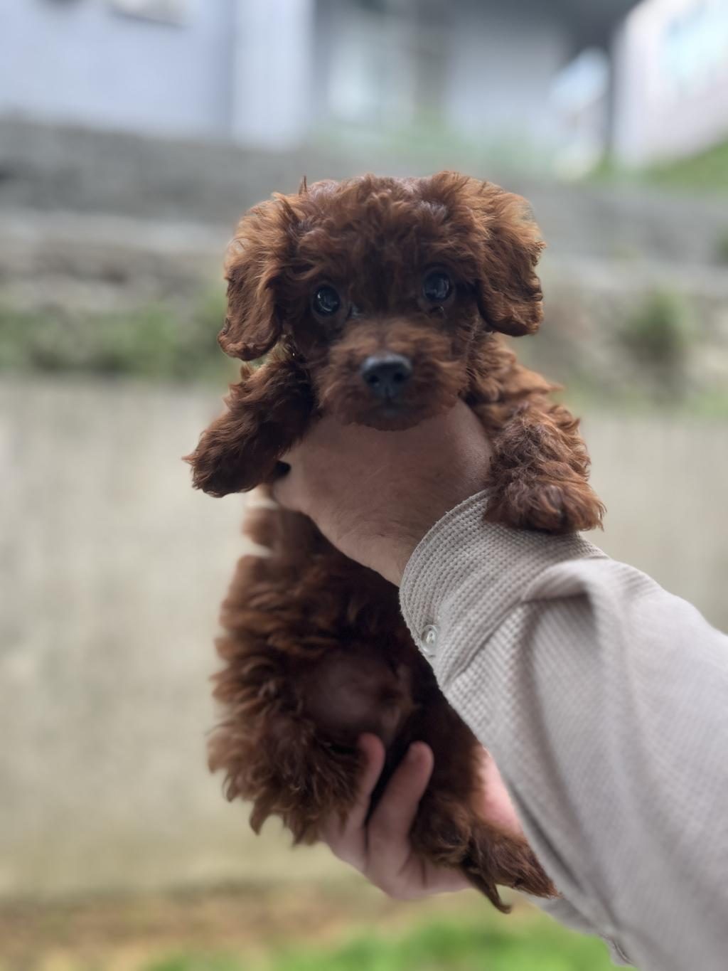 SAĞLIK IRK GARANTİLİ ÜST KALİTE POODLE BEBEKLER