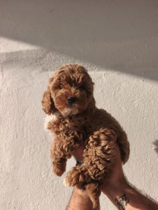 ÜST KALİTE EV ORTAMINDA SAĞLIK IRK GARANTİLİ POODLE
